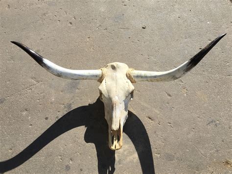 Texas Longhorn Skull – Texas Mounted Longhorns