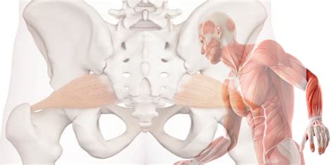 Piriformis Muscle: Functional Anatomy Guide • Bodybuilding Wizard