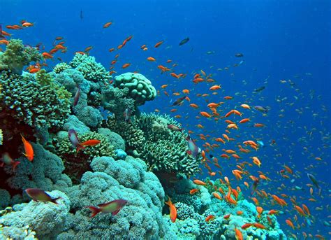 back to the Red Sea coral garden | coral reef, Sinai , Sharm… | Flickr