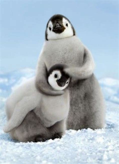 Penguins | Baby animals, Cute animals, Animals