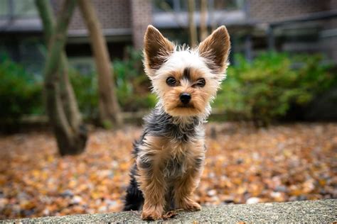 25 Cute Teacup Dog Breeds That Will Melt Your Heart