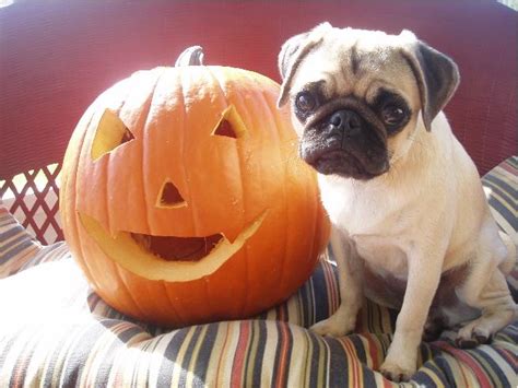 These 13 Pugs Are Ready for Fall and They're Not Leaving Until You Are ...