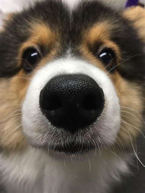 Boop the snoot : aww