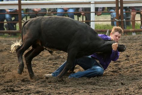 Steer Wrestling – Saskatchewan Outback KCRA Rodeo