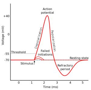 Threshold Potential – The Nerve Impulse