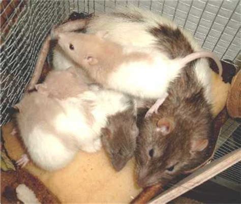 How to Care for Pregnant Rats and Baby Rats - PetHelpful