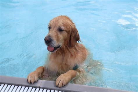 Puppies in water!! //photo by me #pets #puppy #dog #photography | Puppies, Dogs, Golden retriever