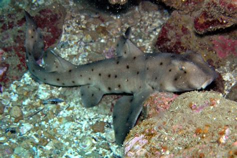 Sea Wonder: Horn Shark | National Marine Sanctuary Foundation