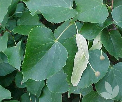 Tilia cordata - Linden Tree, Small-leaved Lime - Trees - Speciality Trees