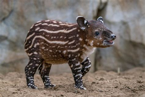 Pin on baby tapirs