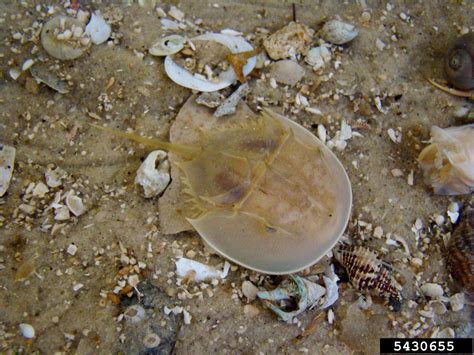 horseshoe crab (Limulus polyphemus)