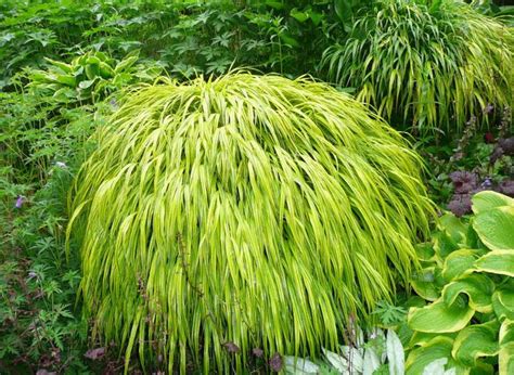 Sprout Home Plant Of The Week: Japanese Forest Grass | HuffPost