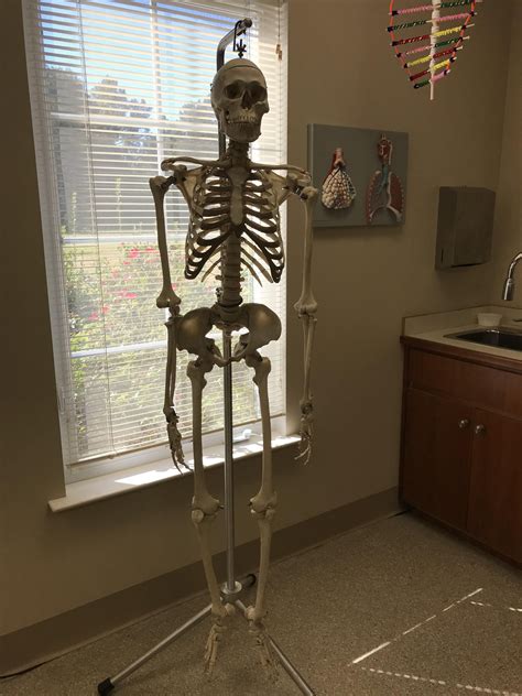 We have a real human skeleton in our science class! | Skeleton decorations, Mystery, Old images