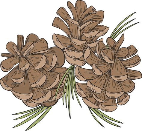 Pine Cone Clipart