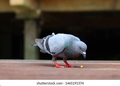 Pigeon Eating Photos, Images & Pictures | Shutterstock