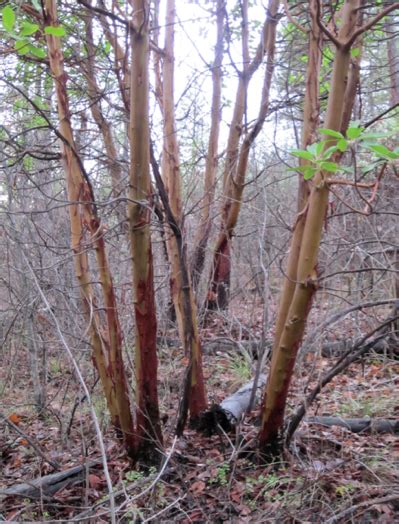 Unusual coppice species | Madrone coppice (arbutus menzeizii). Zone 7-9 | Madrone, Species, Tree