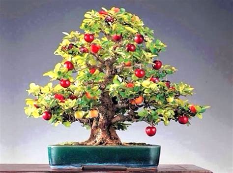 A Guide to Growing Bonsai Fruit Trees | Tips and Updates - BabaMail