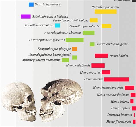 Hominid vs. Hominin- Same Difference, right?! - The Rockstar Anthropologist