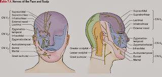 Medical Treatment Pictures-for Better Understanding: Hemicrania Continua