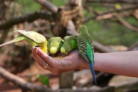 What Do Parakeets Eat? (Complete Parakeet Food List) | World Birds