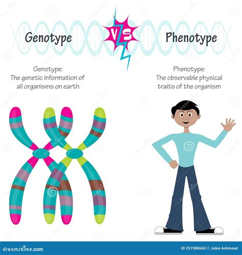 Phenotype versus genotype stock vector. Illustration of genotype - 251988660