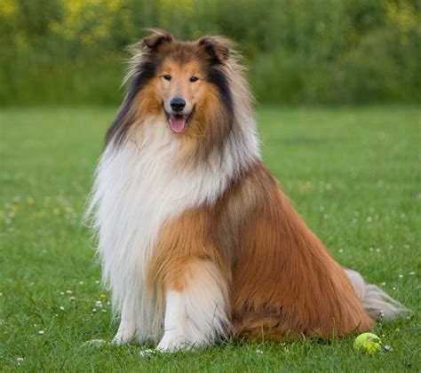 Rough Collie Training Austin TX