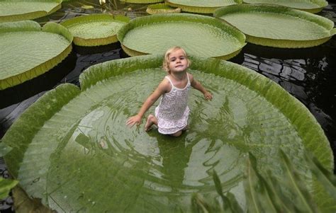 giant lily pad pools! | Water lily, Tropical greenhouses, Amazon river