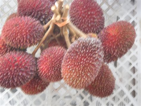 Different Perspectives: Rambutan and how Sibu got its name