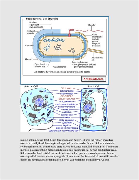 Slime Layer, glycocalyx, bacterial Cellular Morphologies, Endospore, bacterial Capsule, methyl ...