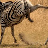 Zebra GIFs - Find & Share on GIPHY