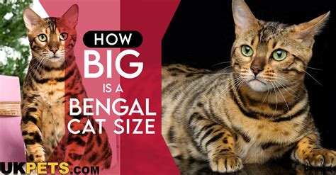 Bengal Cat Compared Normal Cat