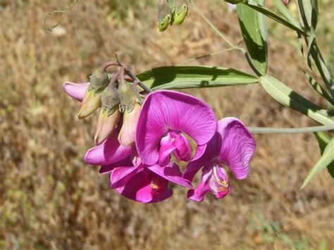 Lathyrus latifolius Profile – California Invasive Plant Council