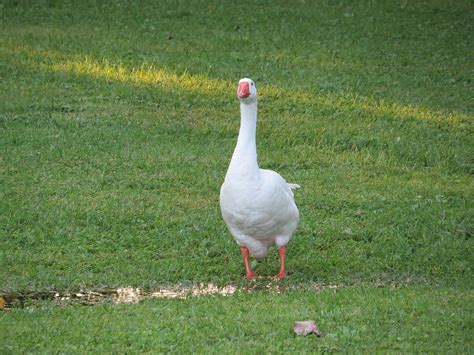 Beautiful White Canadian Goose Having A Refreshing Drink Of Water Photograph by Elisabeth Ann