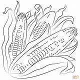 Corn Coloring Page  Free Printable Coloring Pages sketch template
