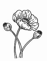 Poppy Flower Drawing Coloring Page  Print sketch template