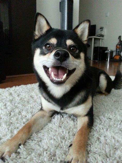 Black and tan Shiba Inu. | Shiba Inu | Pinterest