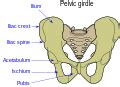 Ilium (bone) - Wikipedia