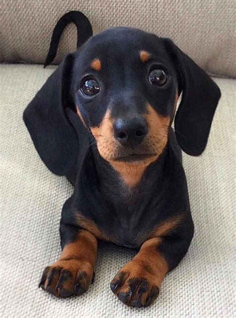 Pin by Jan Barrera on Dogs | Dachshund puppies, Puppies, Daschund puppies