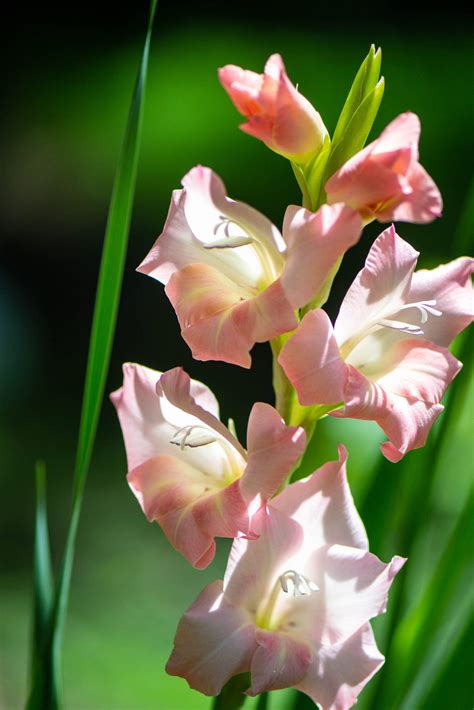 How to Plant Summer Bulbs - Curbly