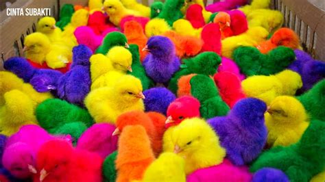 Anak Ayam Lucu Warna Warni | Ayam Rainbow Lucu - YouTube