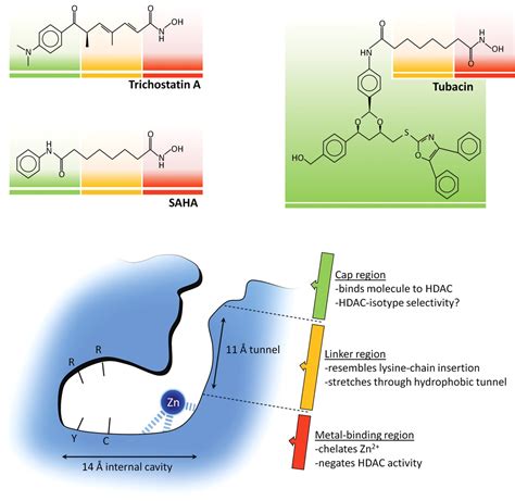 HDAC inhibitor therapy in autoimmunity and transplantation | Annals of the Rheumatic Diseases