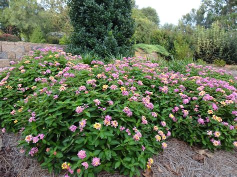 Bandana Lantana - Warm-season Bedding Plant