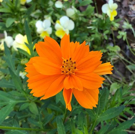 Cosmos sulphureus 'Cosmic Orange' 50 Seeds | Etsy