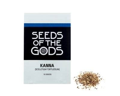 Kanna (Sceletium tortuosum) seeds | DutchSmartshops.com