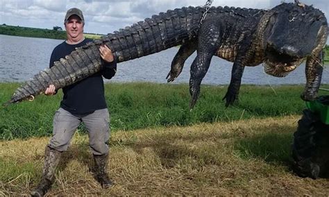 The Biggest In The World Alligator