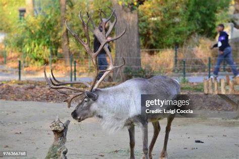 310 Greenland Reindeer Stock Photos, High-Res Pictures, and Images ...