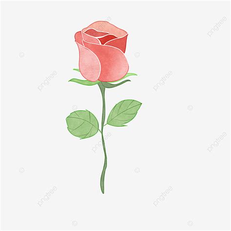 Single Red Rose PNG Picture, Single Red Rose Vector Material, Red Rose Greeting Card Vector ...