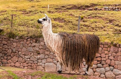 Peruvian Vicuna. Farm of Llama,alpaca,Vicuna in Peru,South America ...