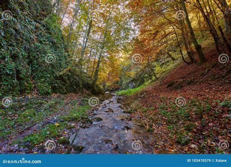 River Flowing through Colorful Forest Stock Image - Image of landscape ...