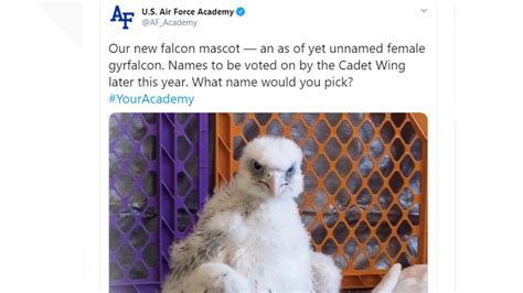 Air Force Academy letting cadets name new falcon mascot | 9news.com